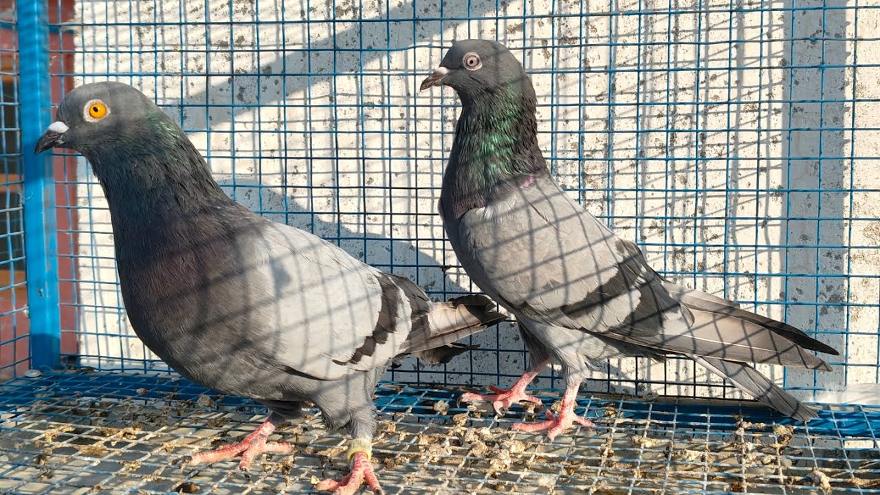 Breeder jode ka shok no.5🕊️🕊️