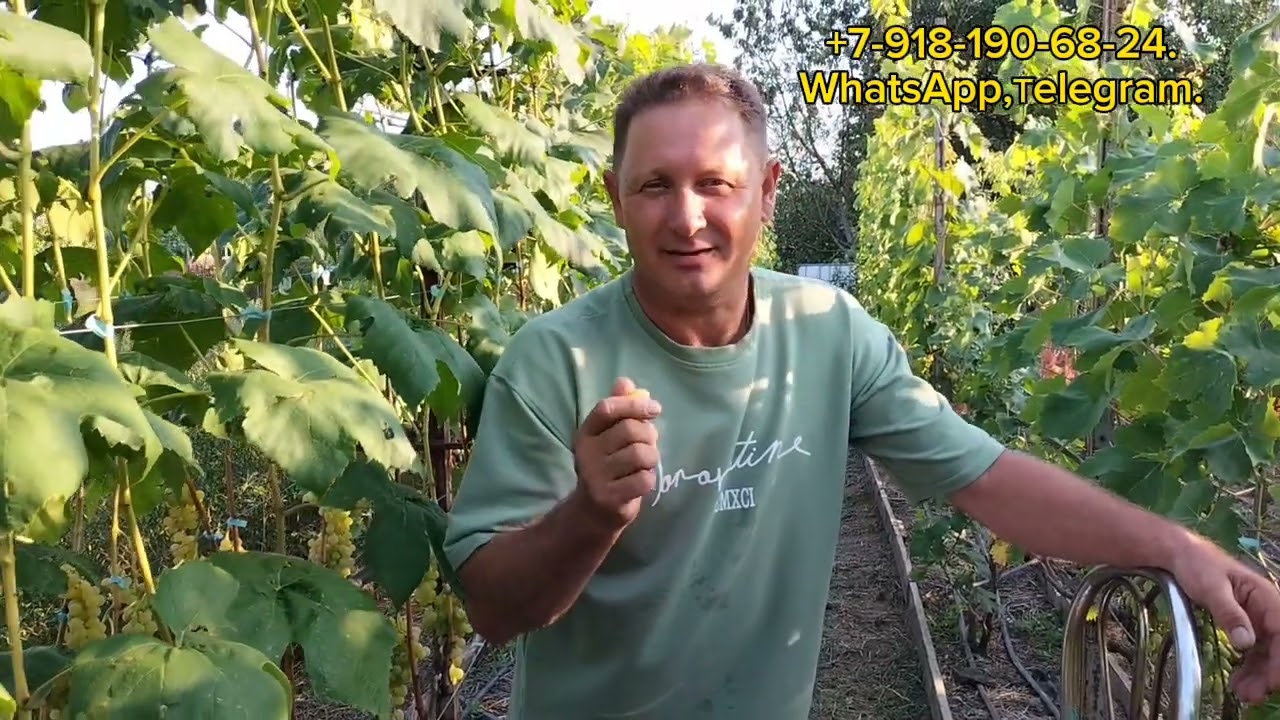 Киш-миш Велес, Химрод, Чёрный султан, Коктейль.