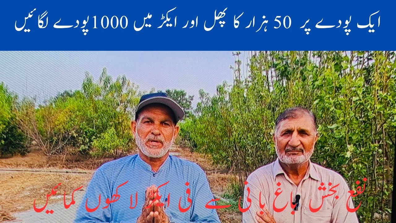 Unique farming in punjab Pakistan | ایک پودے پر 50 ہزار کا پھل اور ایکڑ میں 1000پودے