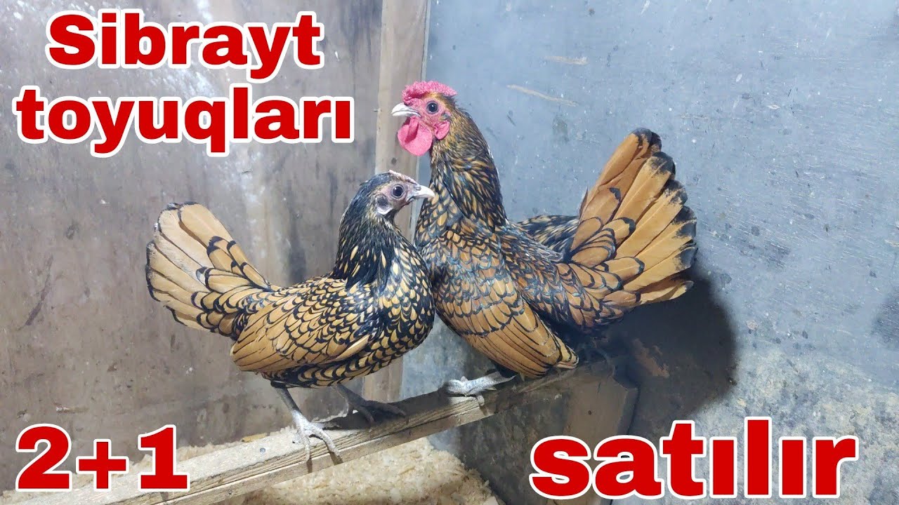 Qızılı SİBRAYT toyuqları satılır