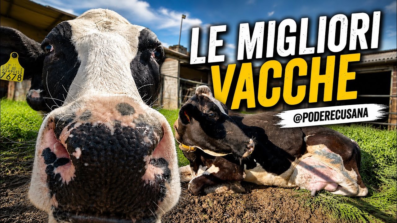 LA GENETICA DELLE NOSTRE VACCHE