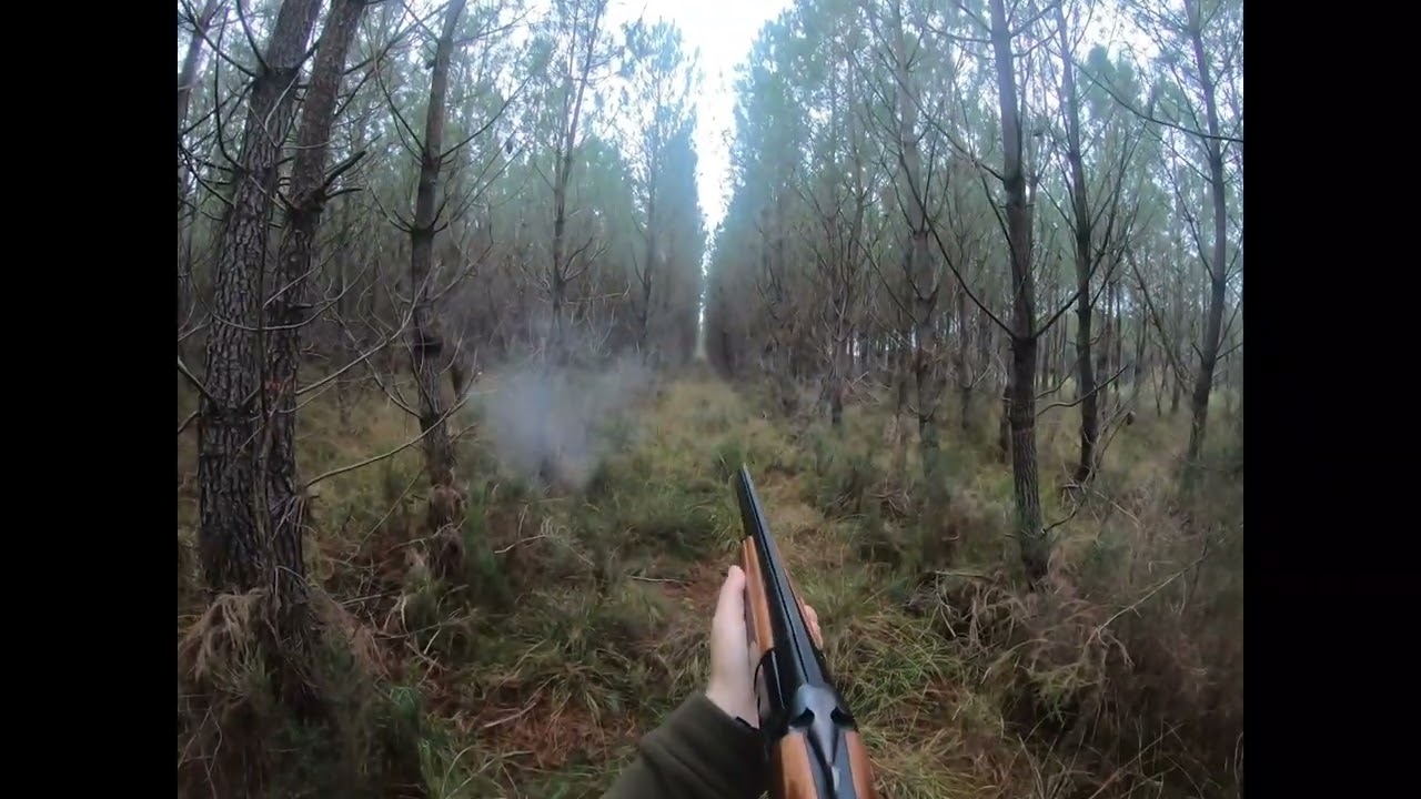 Chasse à la bécasse dans Les Landes 23
