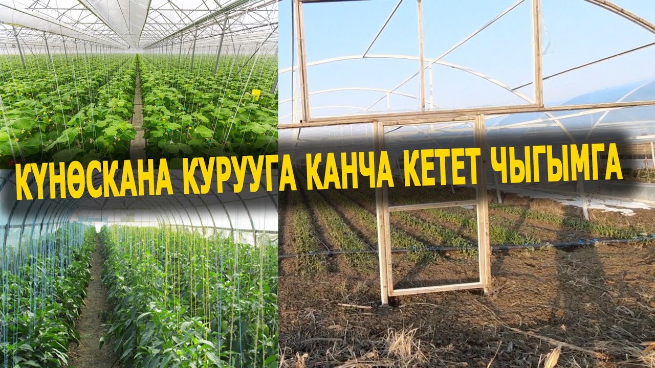 Күнөскана ЧЫГЫМЫ || Темир , УСТА акы БААЛАРЫ