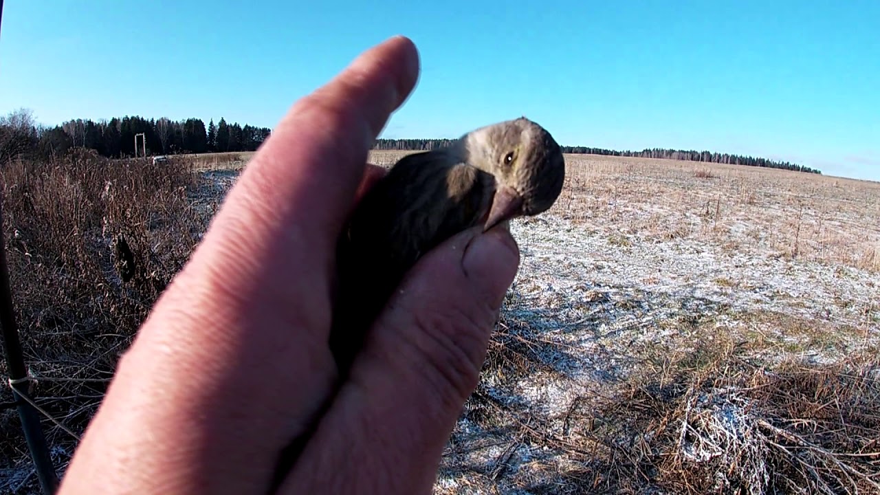 Выход в поле. Ловля ЩЕГЛОВ Carduelis