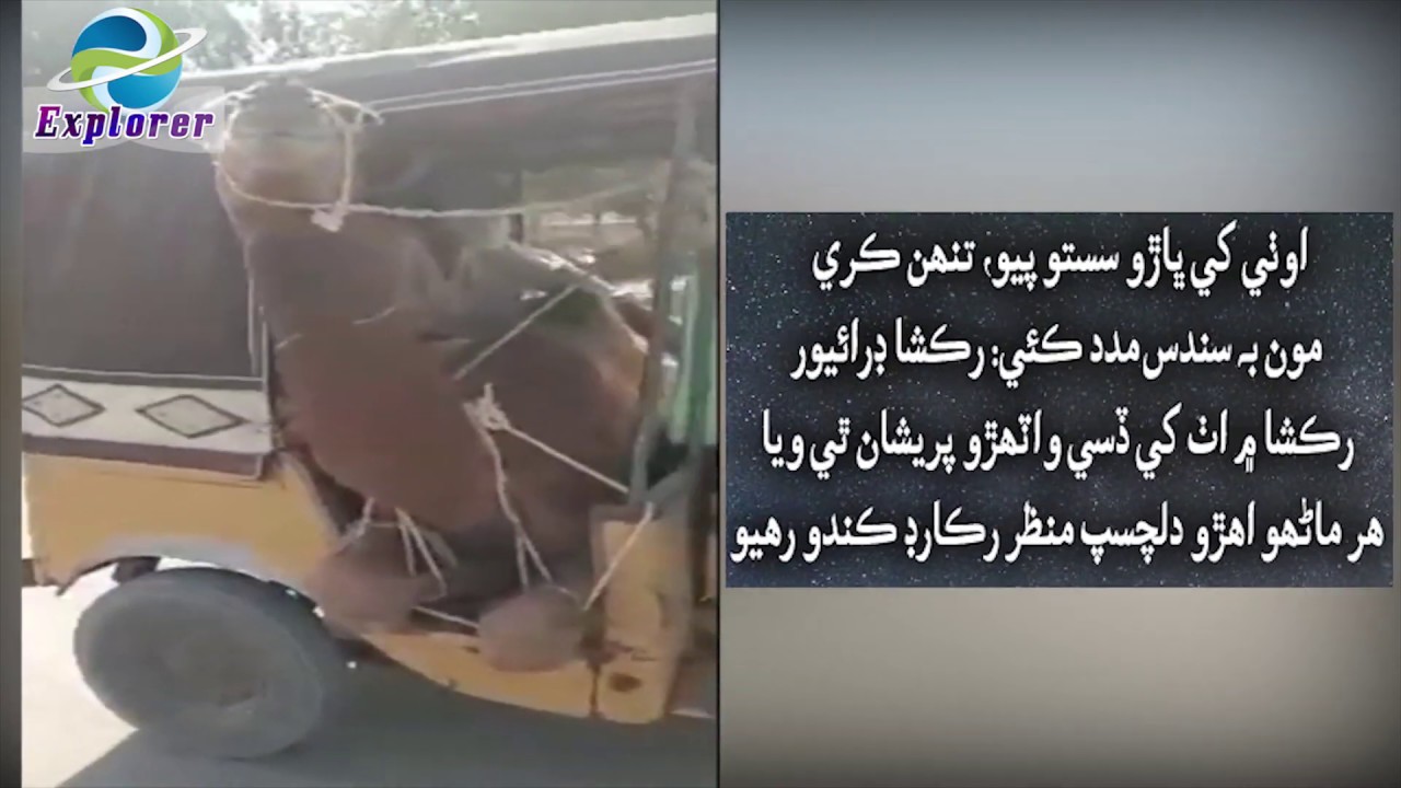 Pakistan Camel in Rakshaw