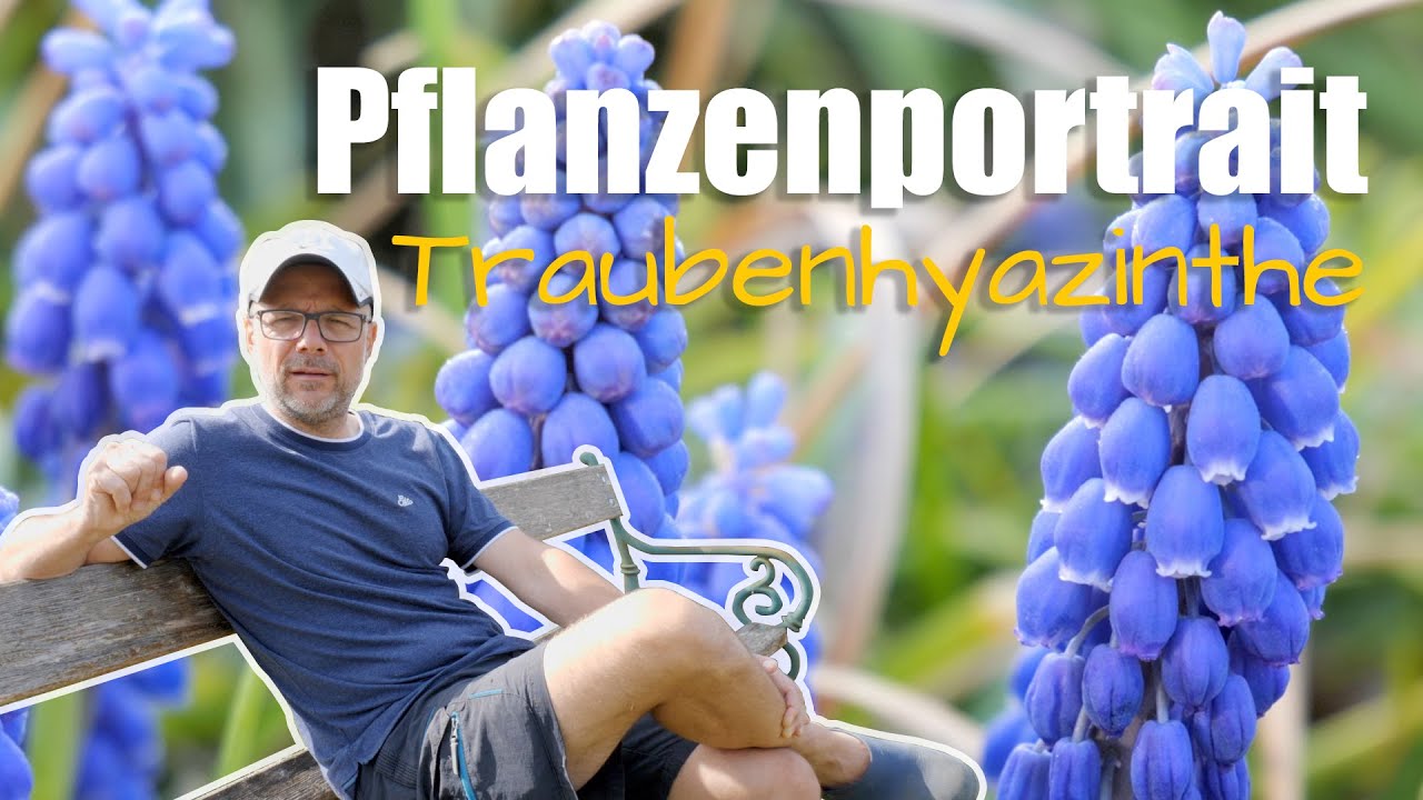 Pflanzenportrait - Traubenhyazinthe