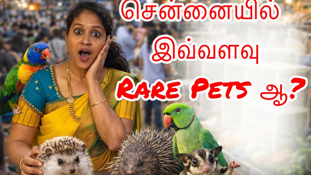 நம்ப முடியாத Pets சென்னை மார்க்கெட்டில்! Lorikeet • Hedgehog • Sugar Glider 