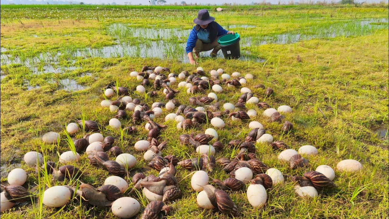 WOW wow! A female fisherman collects snail eggs in a rice field where there is a lot of grass.