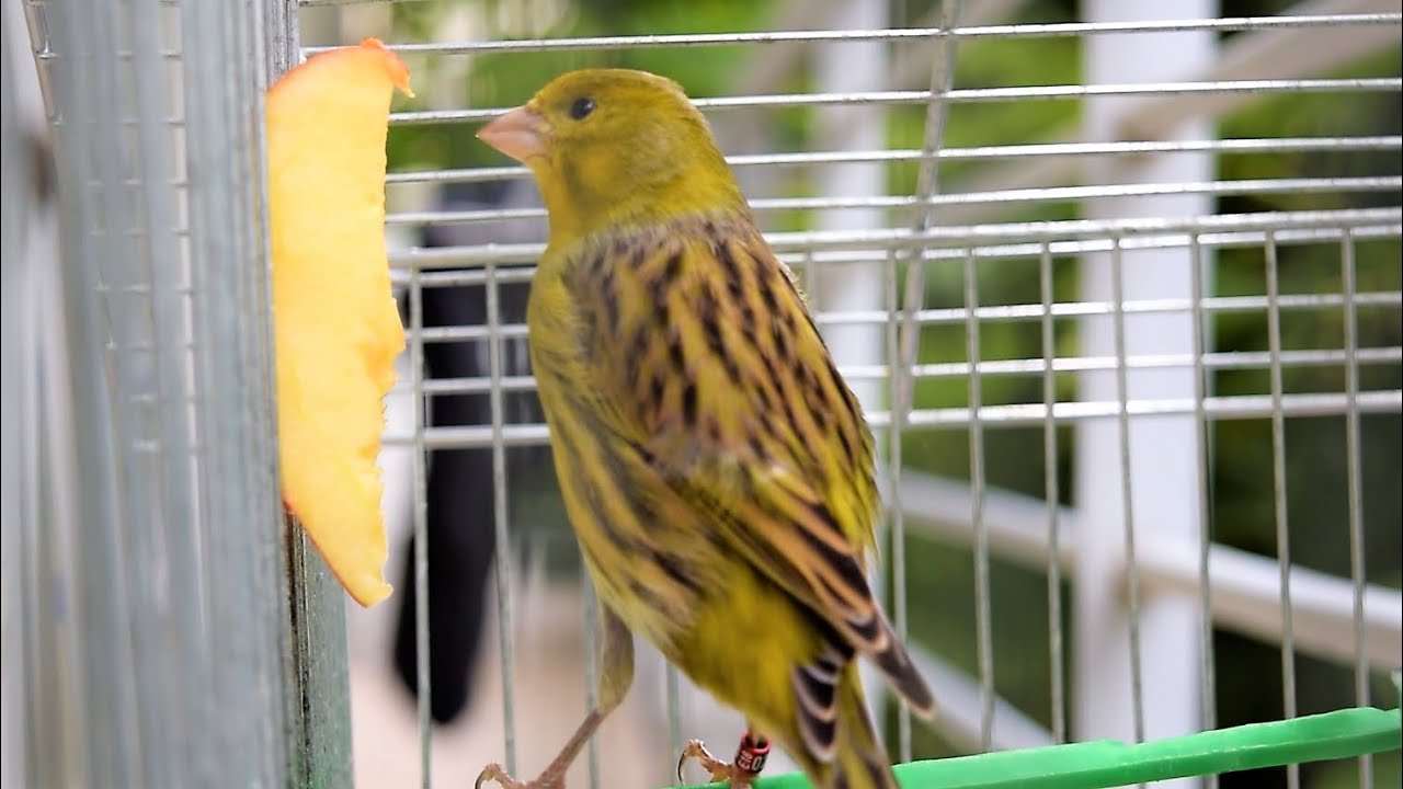 This is why you should give APPLE to your canaries (and other birds)!
