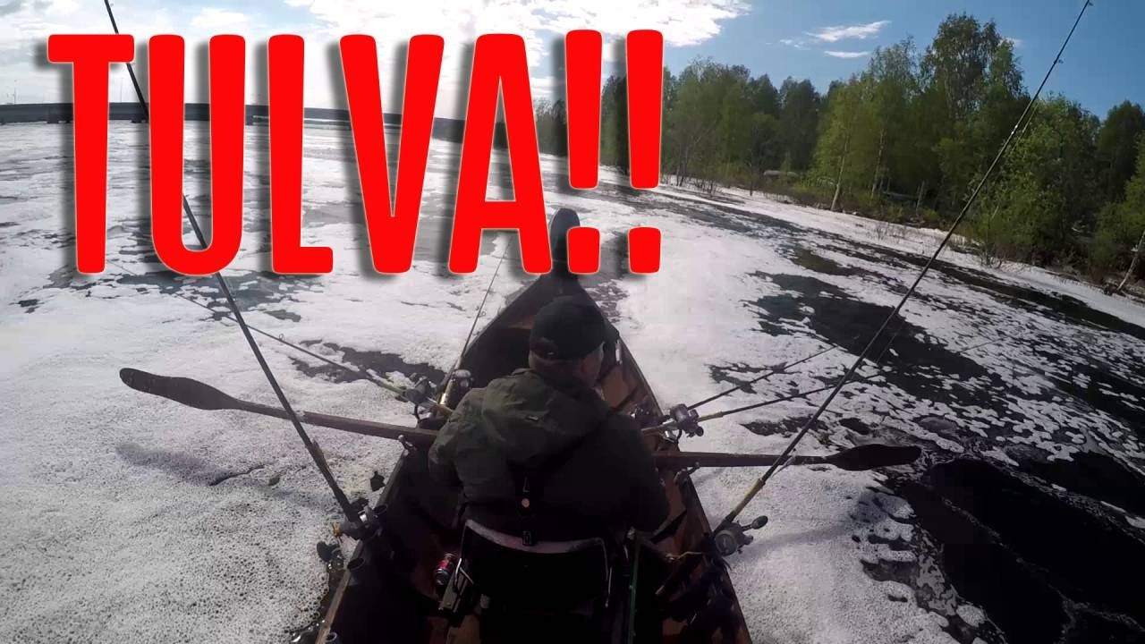 Tulvasoutua Isohaarassa. Kalaa mukavasti liikkeell&auml; kuten my&ouml;s vett&auml;.