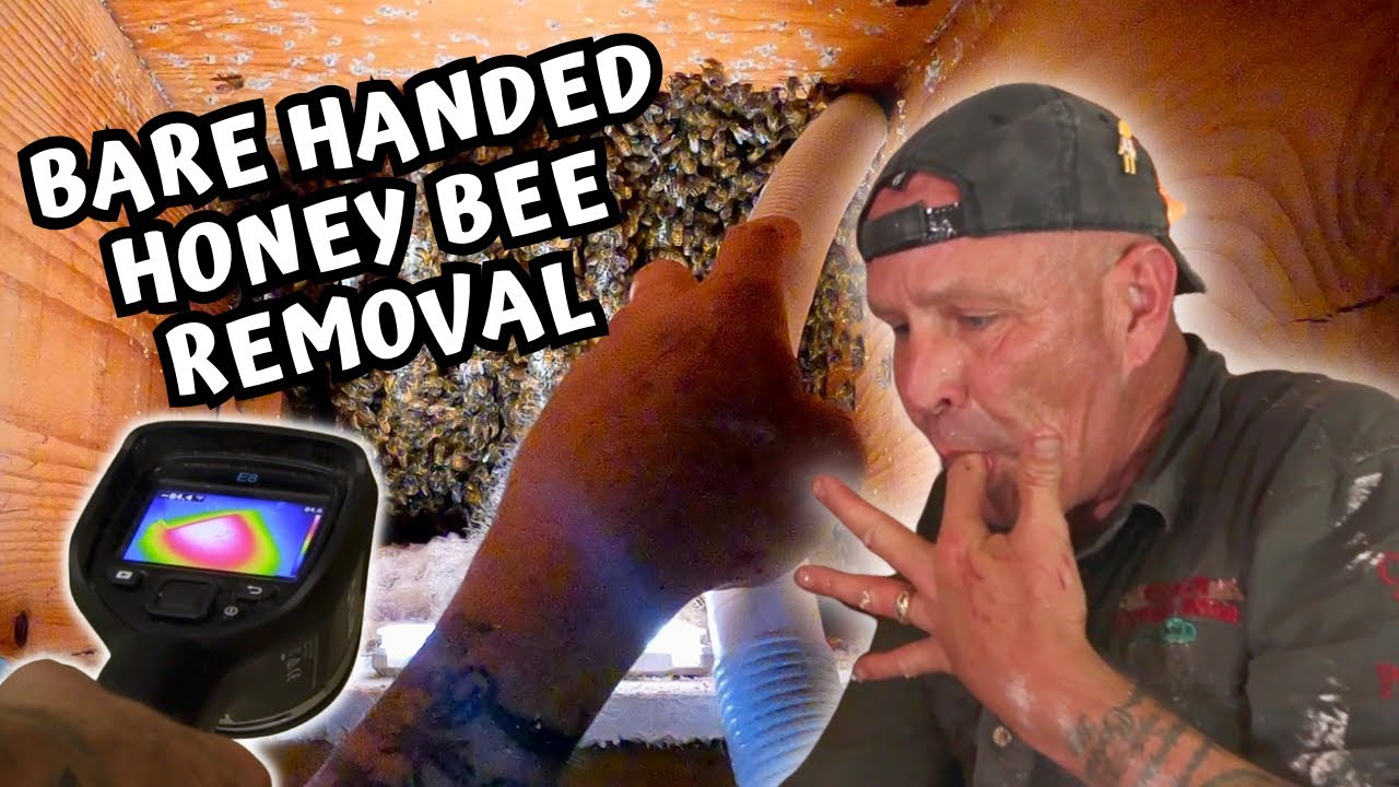 Epic: Massive Bee Swarm Encounter! - Episode 19 #honeybee #animals