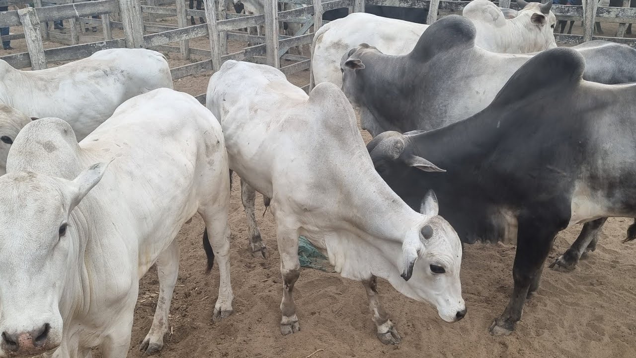 Feira de gado em São João-Pe 08-12-2025 gado de corte 🥩 