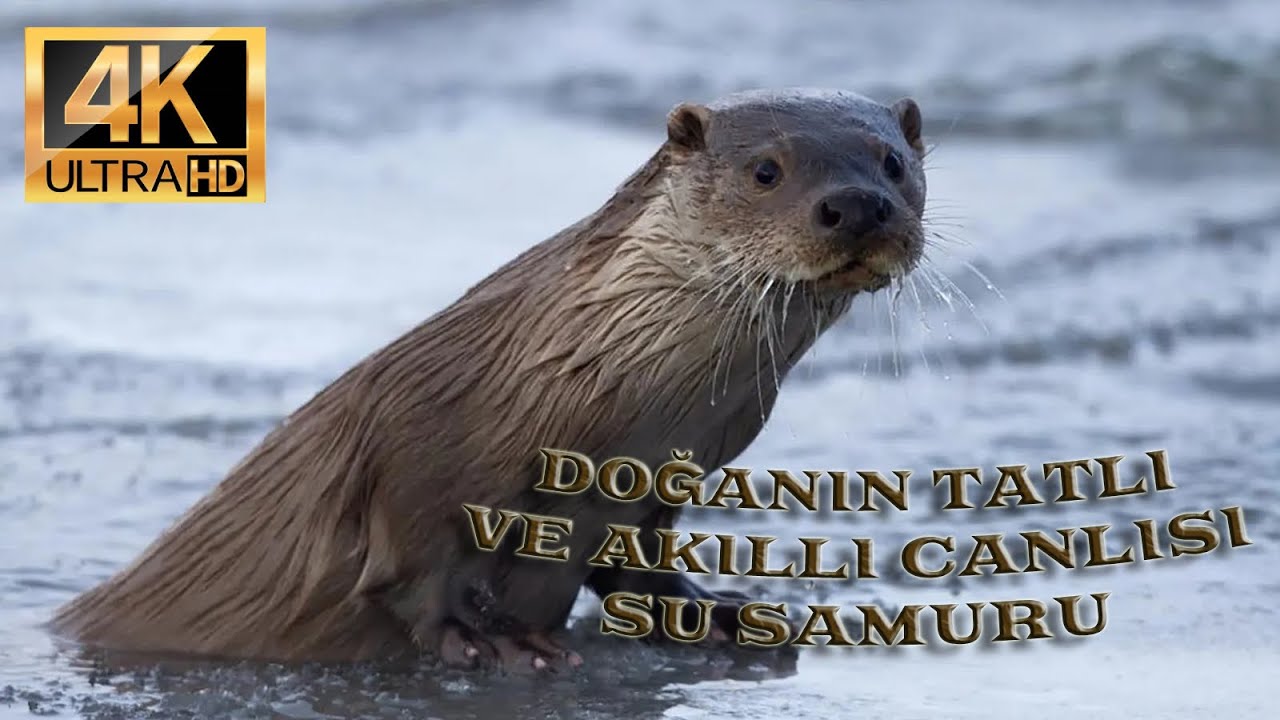 .🌊 Su Samurları: Tatlı Suların Sevimli Avcıları 🐾 - Belgesel - Su Samurları - Hayvanlar
