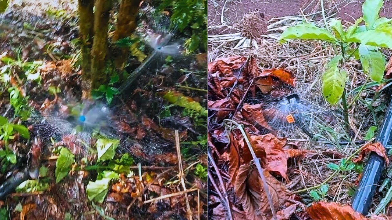 Chi phí và cách lắp đặt hệ thống tưới tự động cho cây cà phê và chanh dây