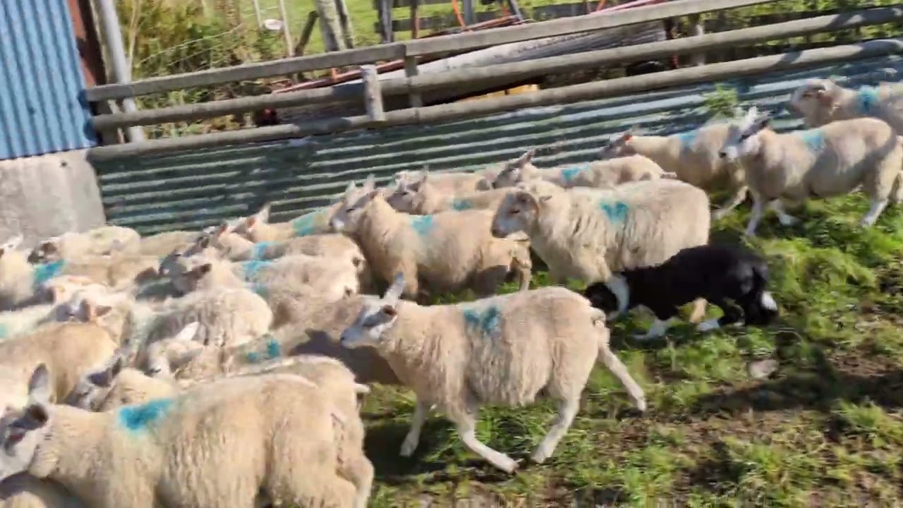 ELLY BUTE 7 Months Entered Farmers Marts November Sale LOT 218