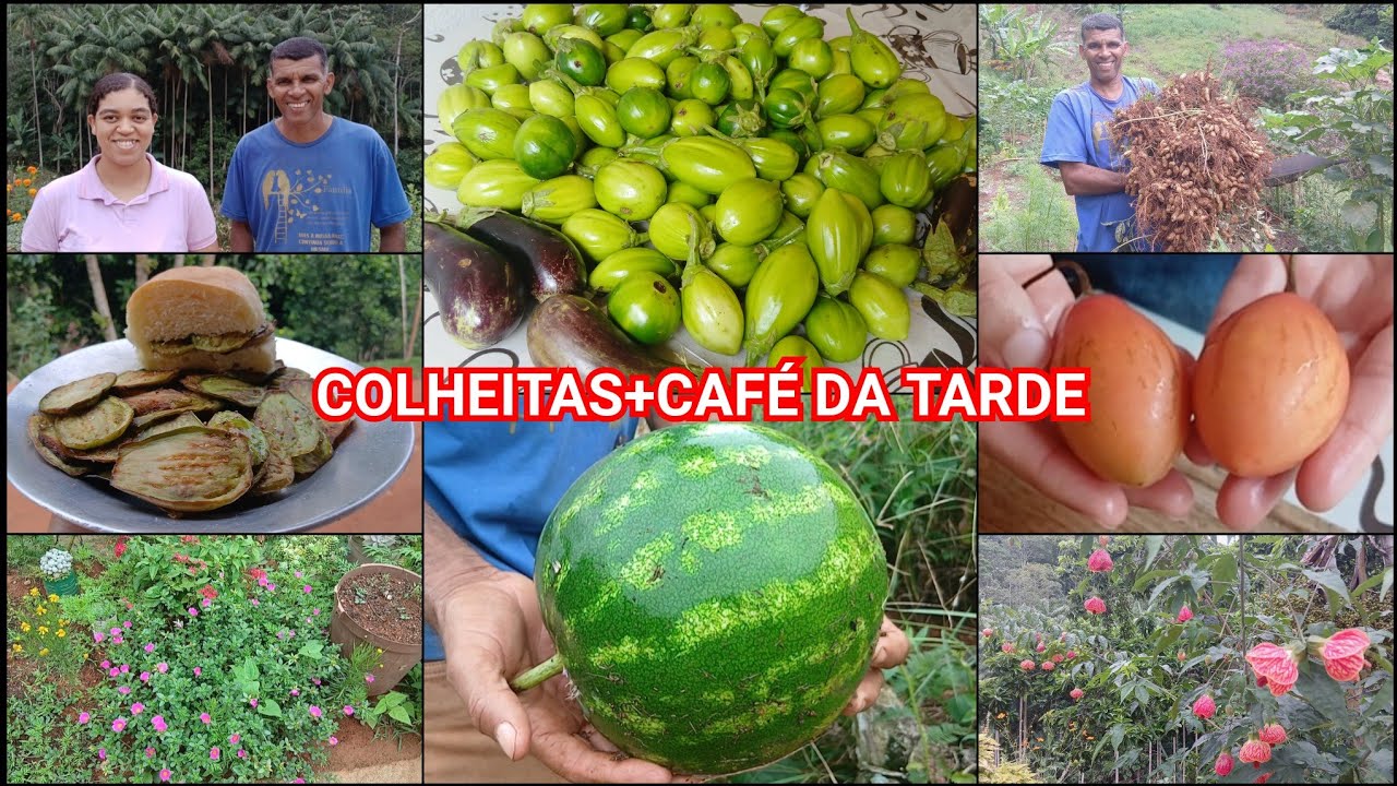 VARIAS COLHEITAS E UM CAFÉ DA TARDE DIFERENTE,PÃO COM JILÓ/ABRINDO O TOMATE DE ÁRVORE