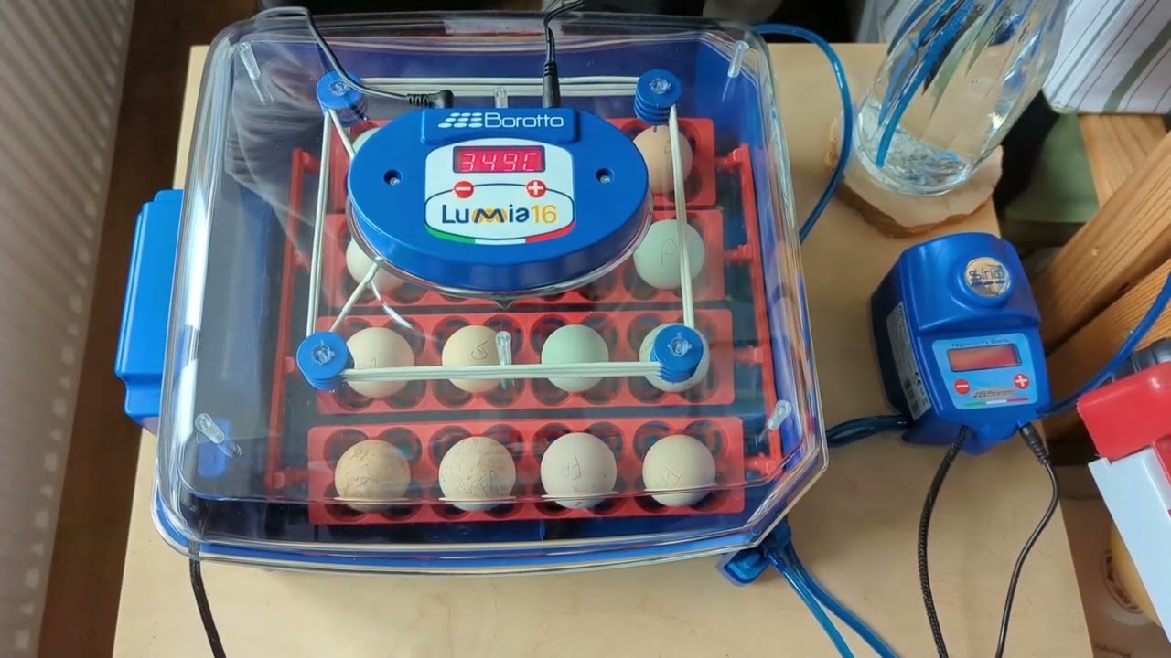 Test Complet : BOROTTO LUMIA 16 EXPERT, la couveuse qui change tout ?