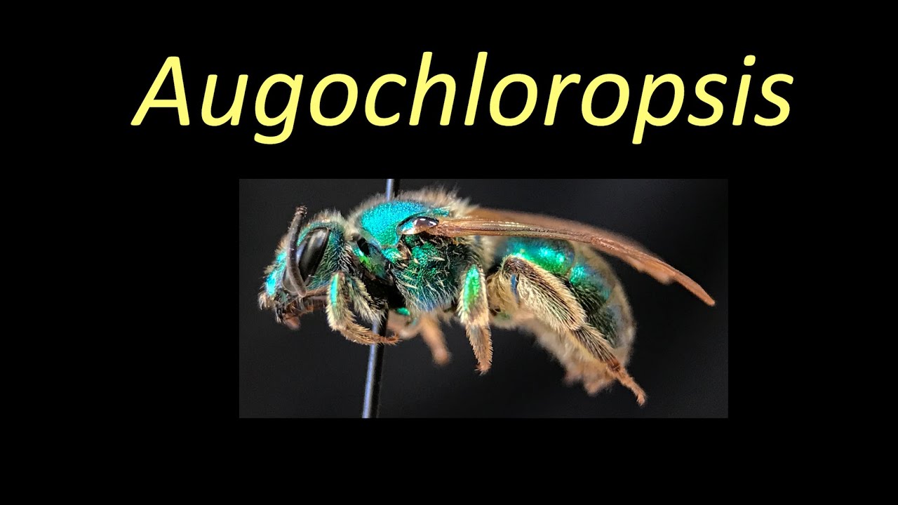 Augochloropsis