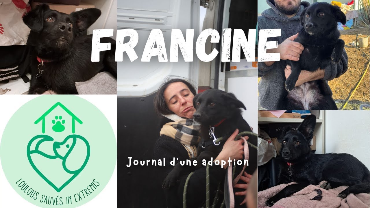J'ai adopté une chienne de Roumanie