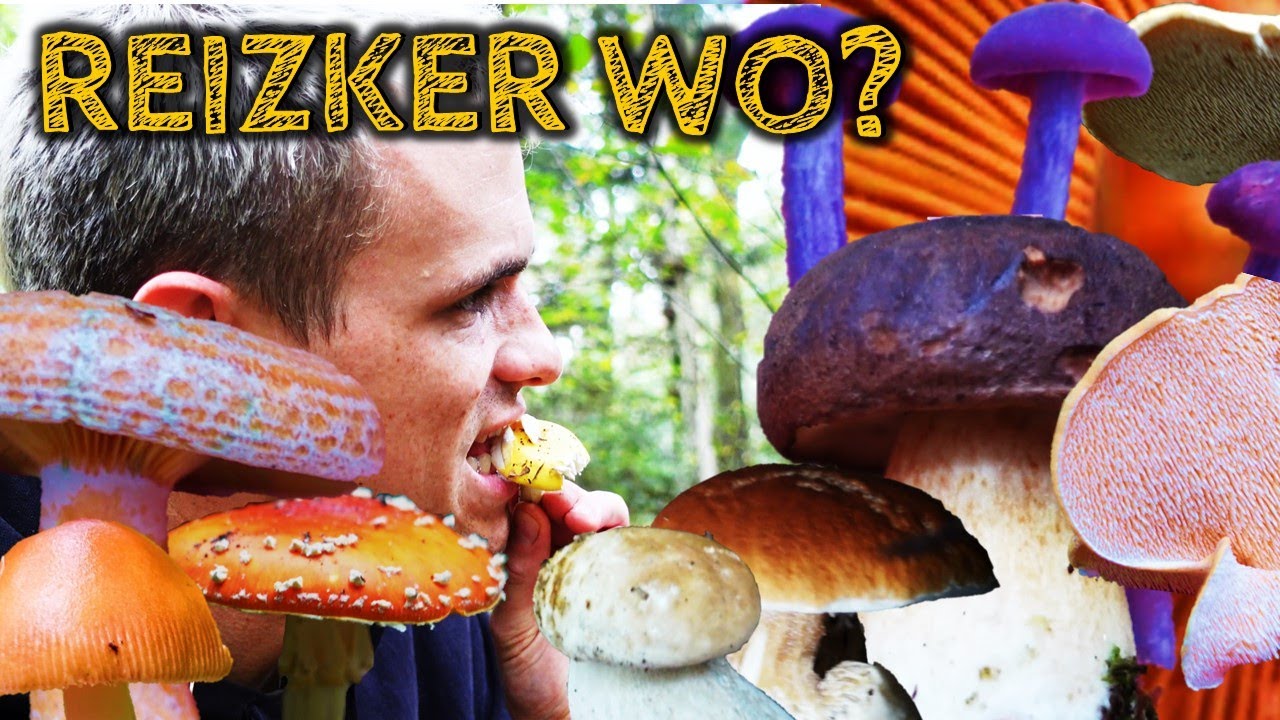 NEUEN WALD ZERPFLÜCKEN - Pilze Mitte Oktober 23