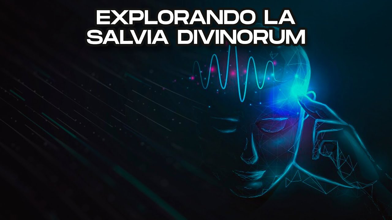 &iquest;Qu&eacute; es la salvia divinorum? Usos tradicionales y efectos documentados
