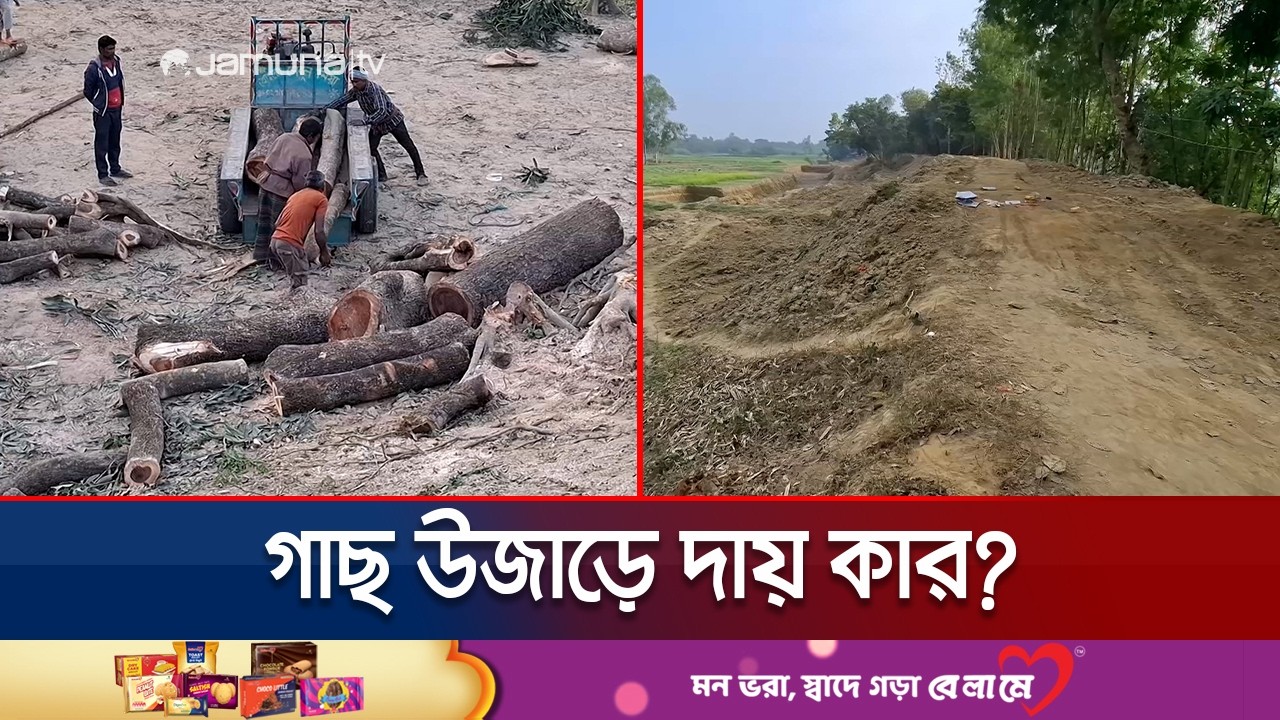 হবিগঞ্জে বাঁধ সংস্কারের নামে গাছ কাটার মহোৎসব; দায় কার? | Habiganj Tree Cutting | Jamuna TV