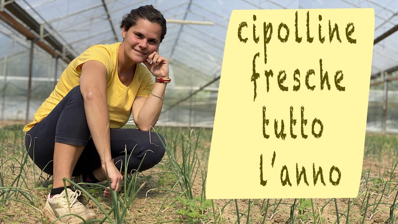 CIPOLLINE fresche che NON mettono il FIORE 😃