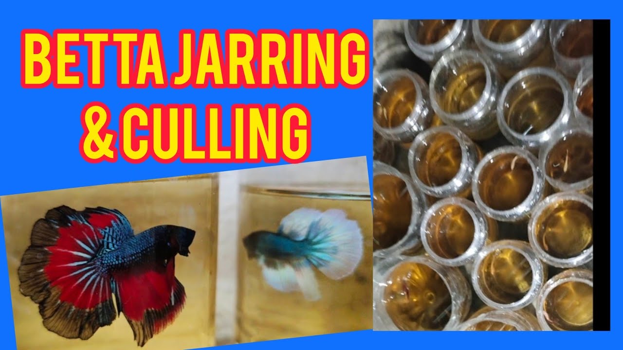 HOW TO JAR BETTA FISH
