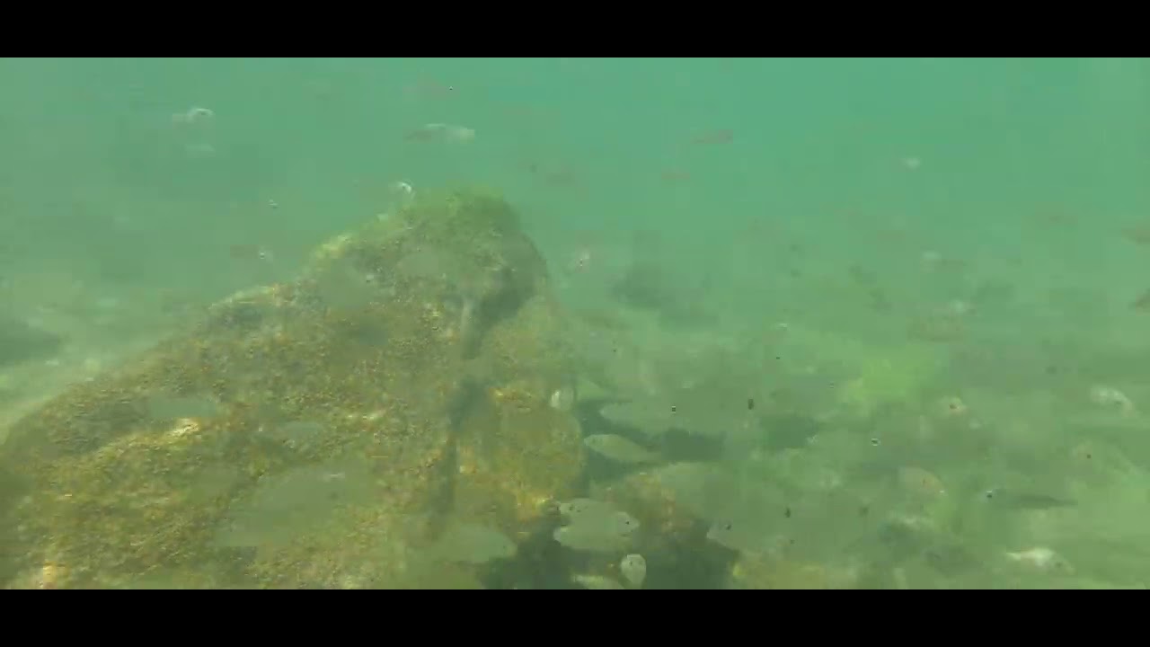 Pre oil research seismic blasting . Fish doing their thing . Western Indian Ocean . 27 November 2024