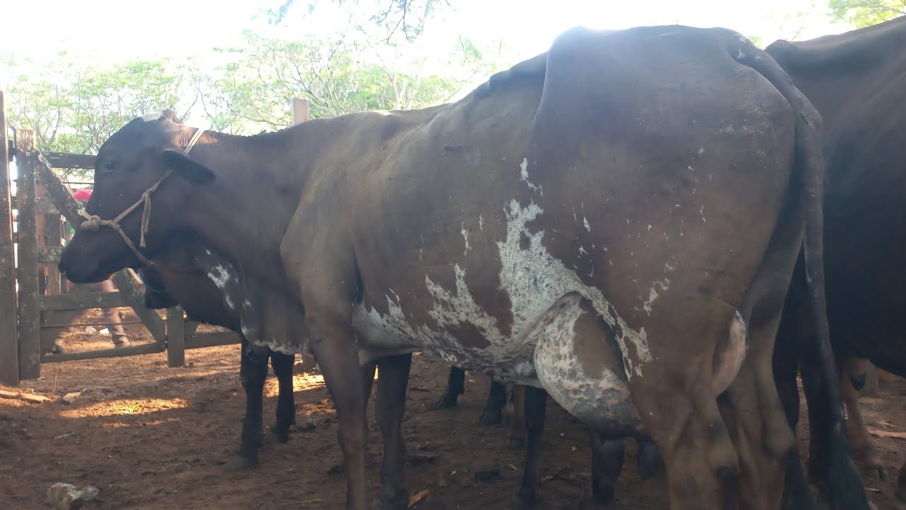 Feira de vaca de leite em canafistula de Frei Damião Alagoas 16/02/26#nordeste