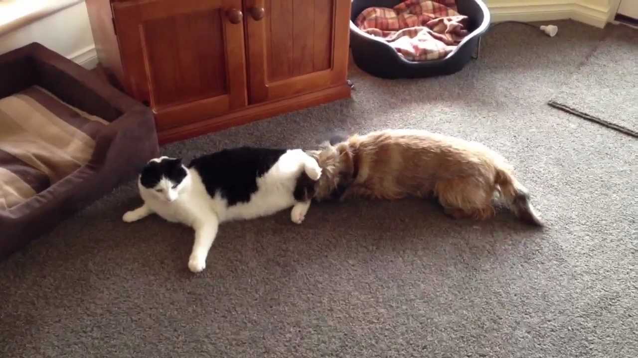 Cat vs Dog - Who will win?