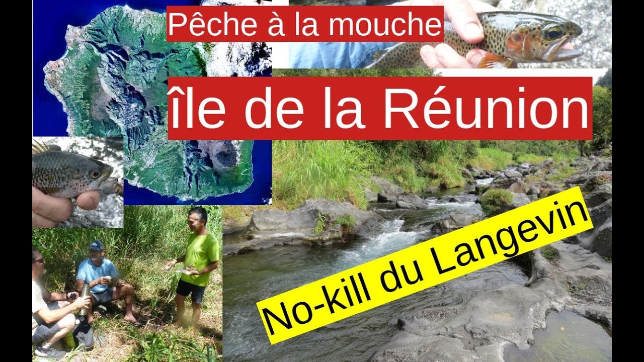 Pêche à mouche sèche sur l'île de la Réunion (part 1/5) : Les truites du no-kill du bas du Langevin.