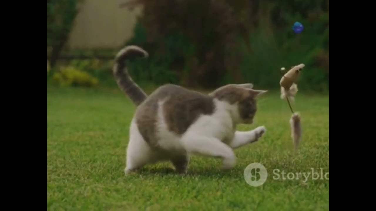 cat vs mouse fight