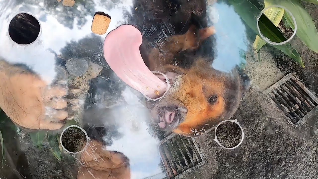 透明フィーダーからえさを食べるマレーグマ：上野動物園
