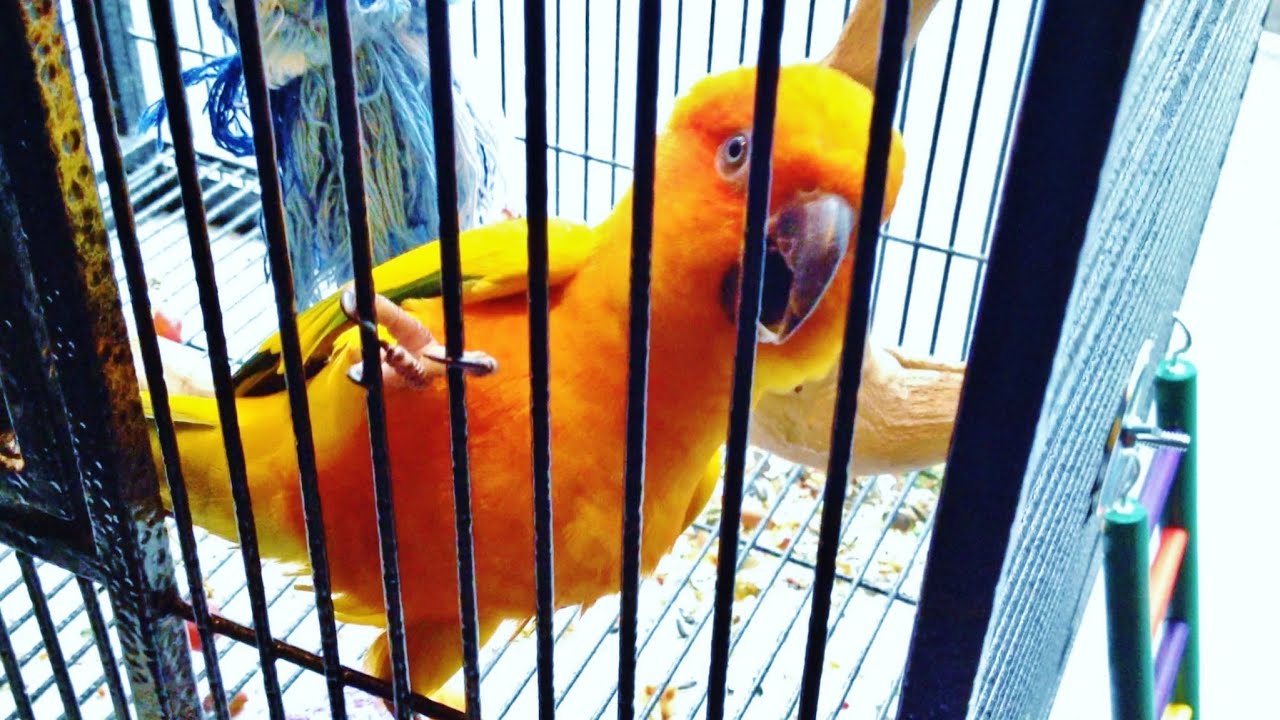 My Crazy Sun Conure Arguing with Himself