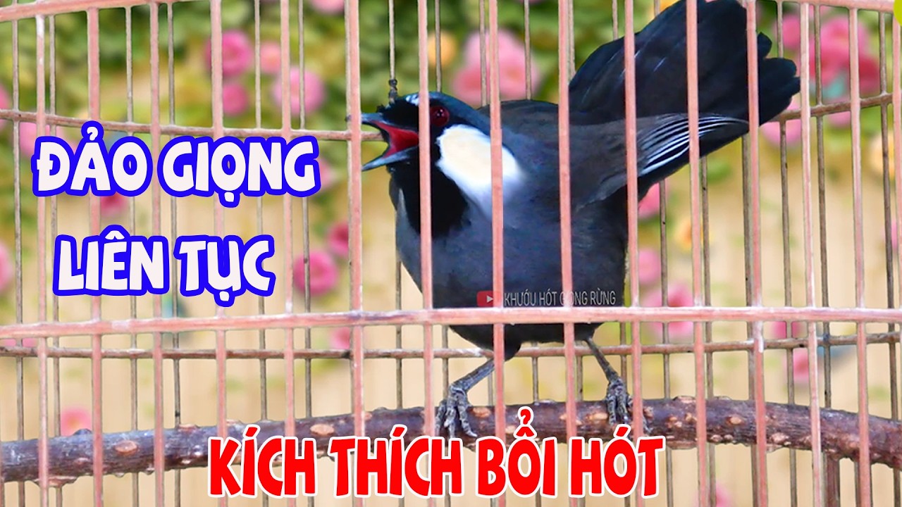 🅾 Khướu Hót GIỌNG RẤT HAY- NHIỀU GIỌNG.giọng rừng kích khướu bổi luyện khướu bổi hót căng lửa.C43
