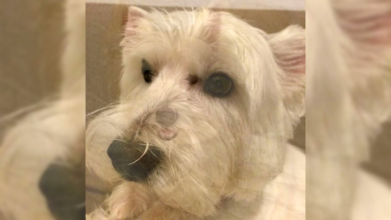 West Highland white terrier. Pro e Contro, Prezzo, Come scegliere, Fatti, Cura, Storia