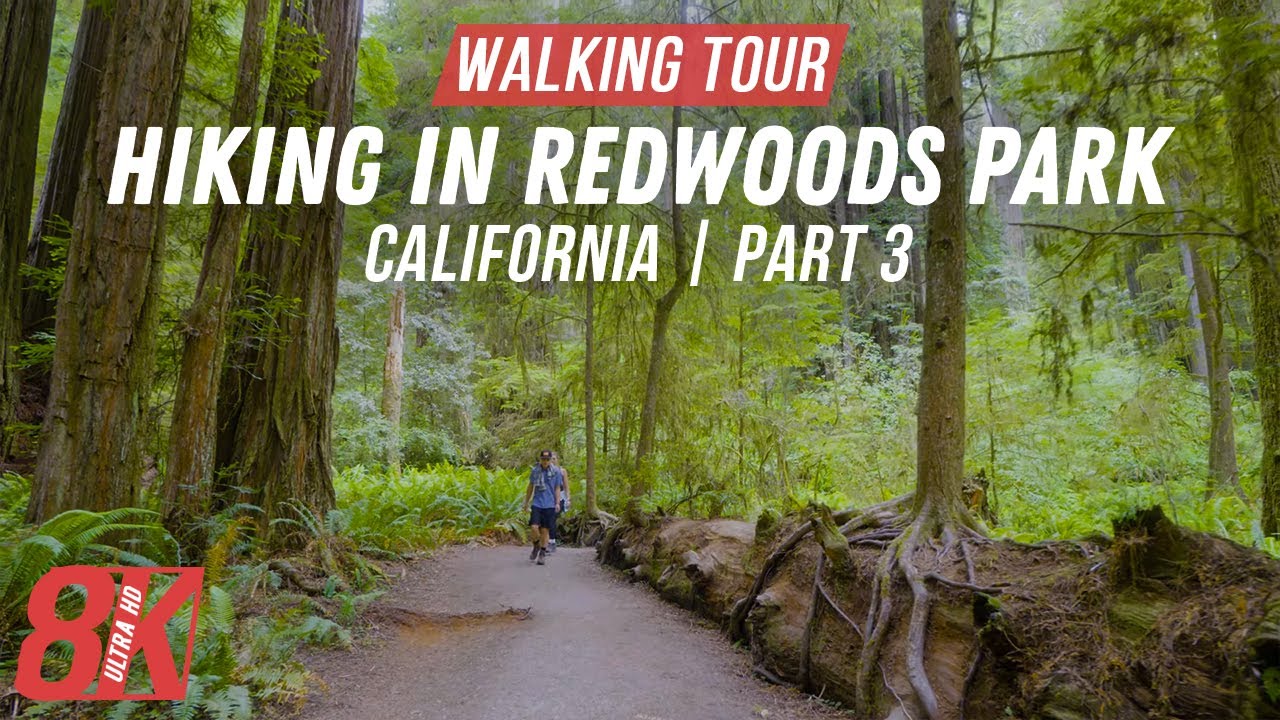 8K HDR Exploring Redwood Forest during Treadmill Workout - Hiking the Grove of Titans Trail - Part 3