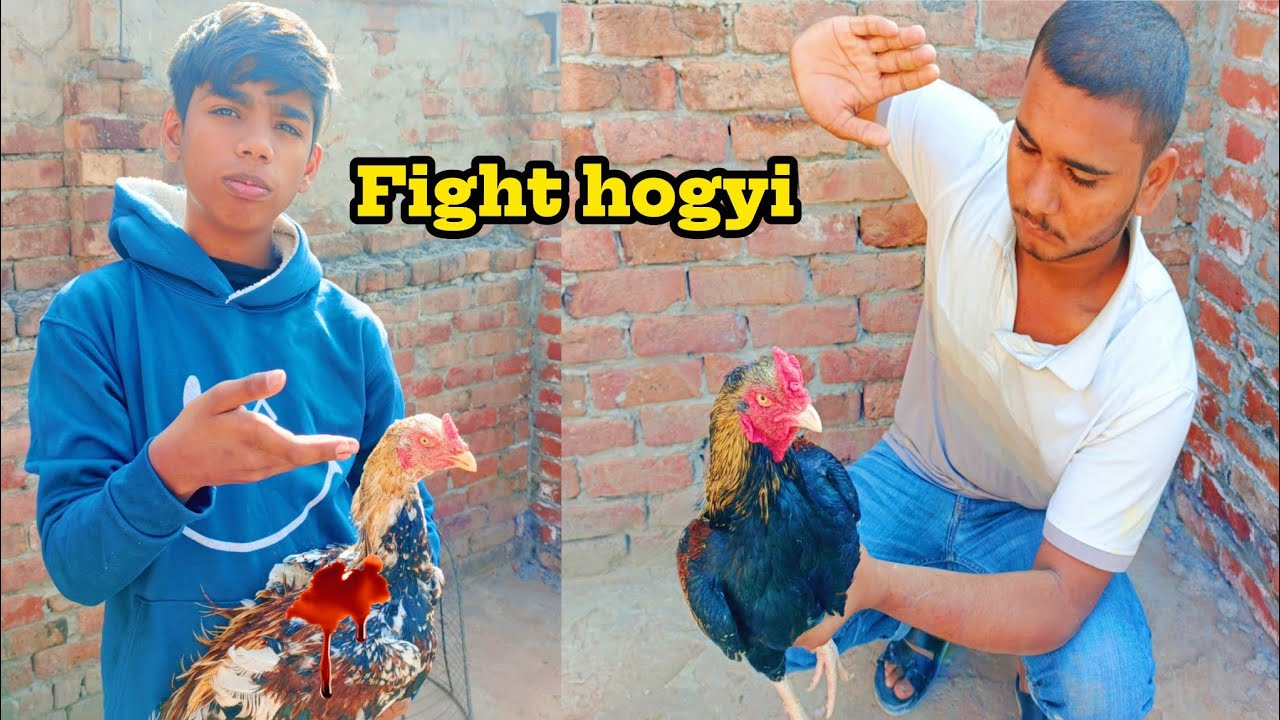 Sultan ne new murga per attack ker diya... 
