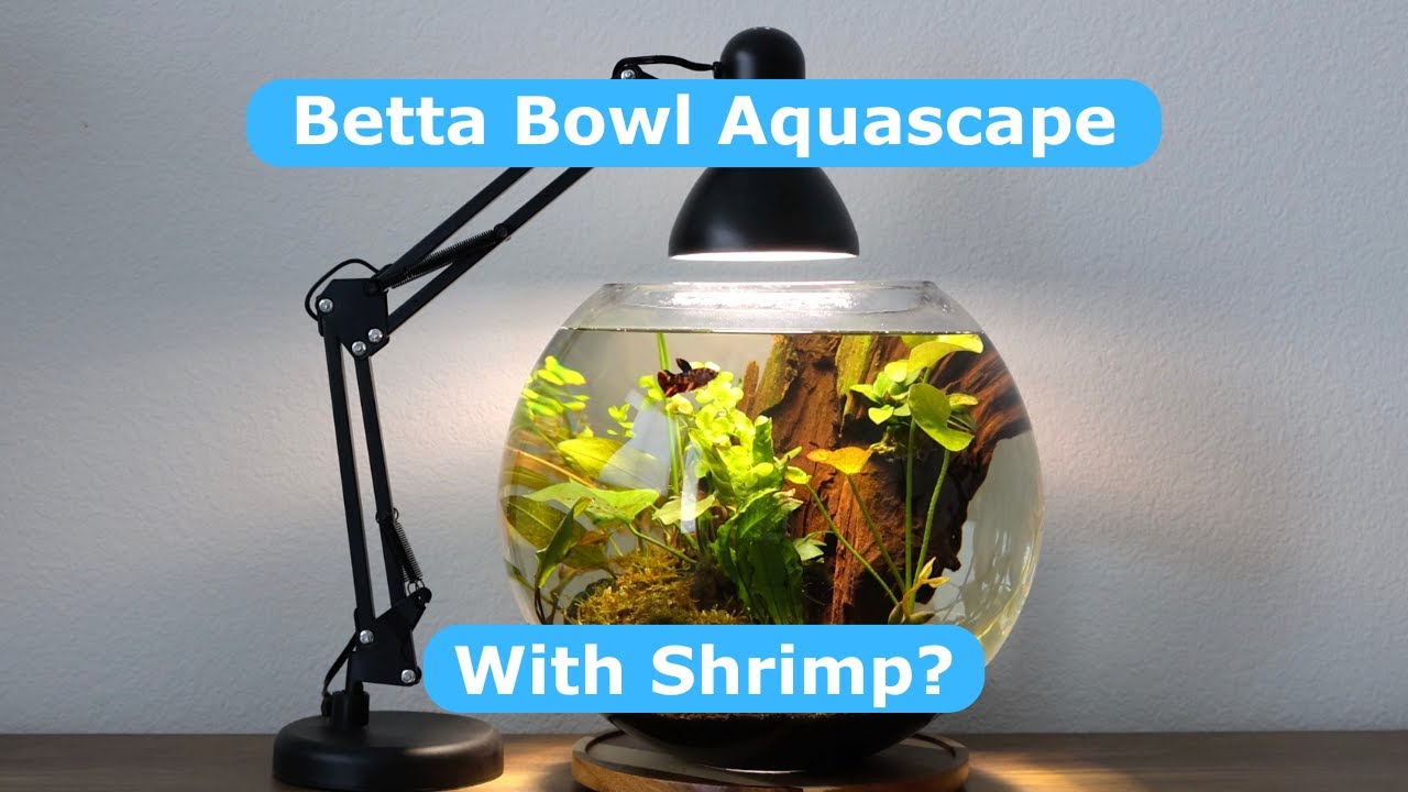 Ultimate Betta Bowl Aquascape Tutorial (Easy & Ethical)