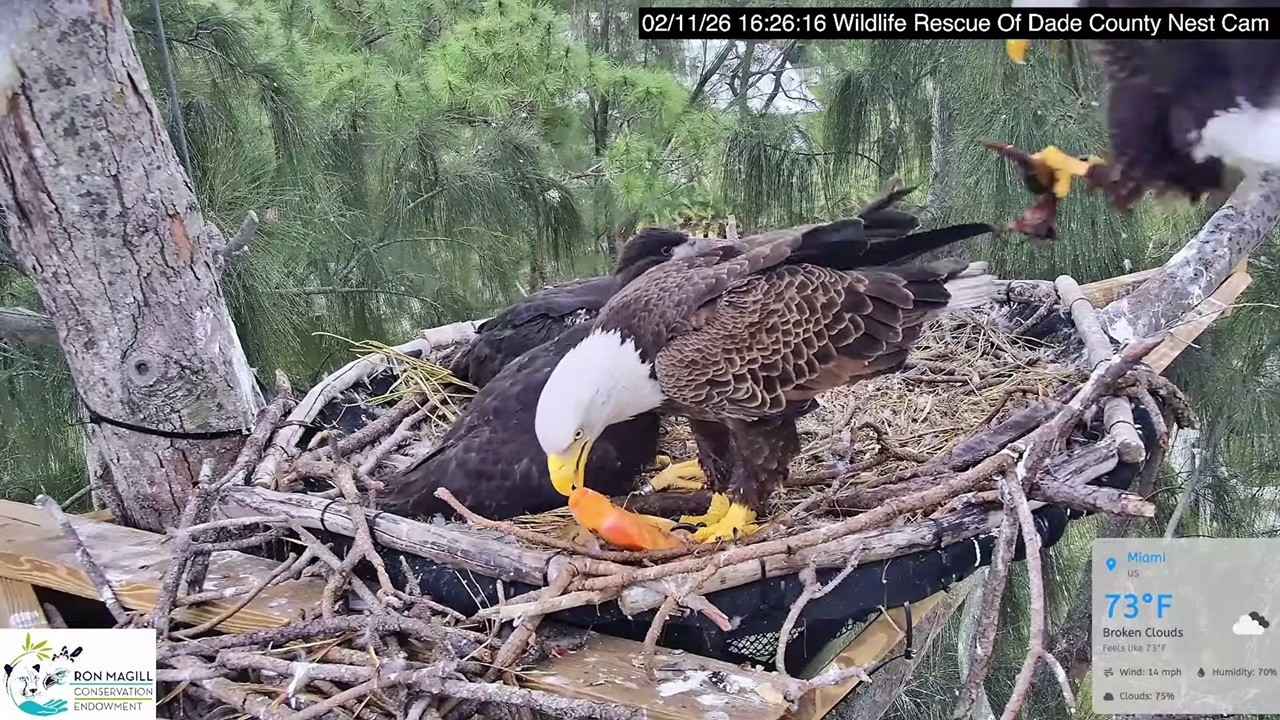 Dade County Eagle: Rose brought back a orange fish; Ron delicered a eel  2026 02 11
