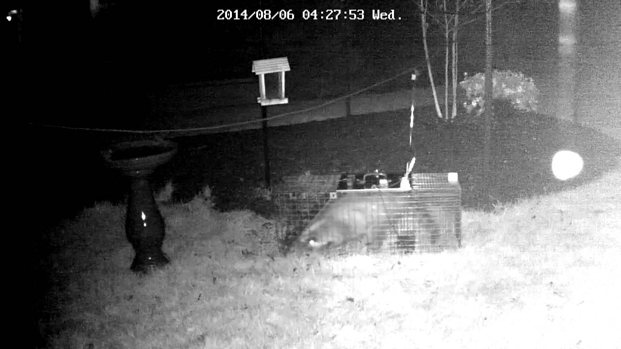 Raccoon Escapes Trap