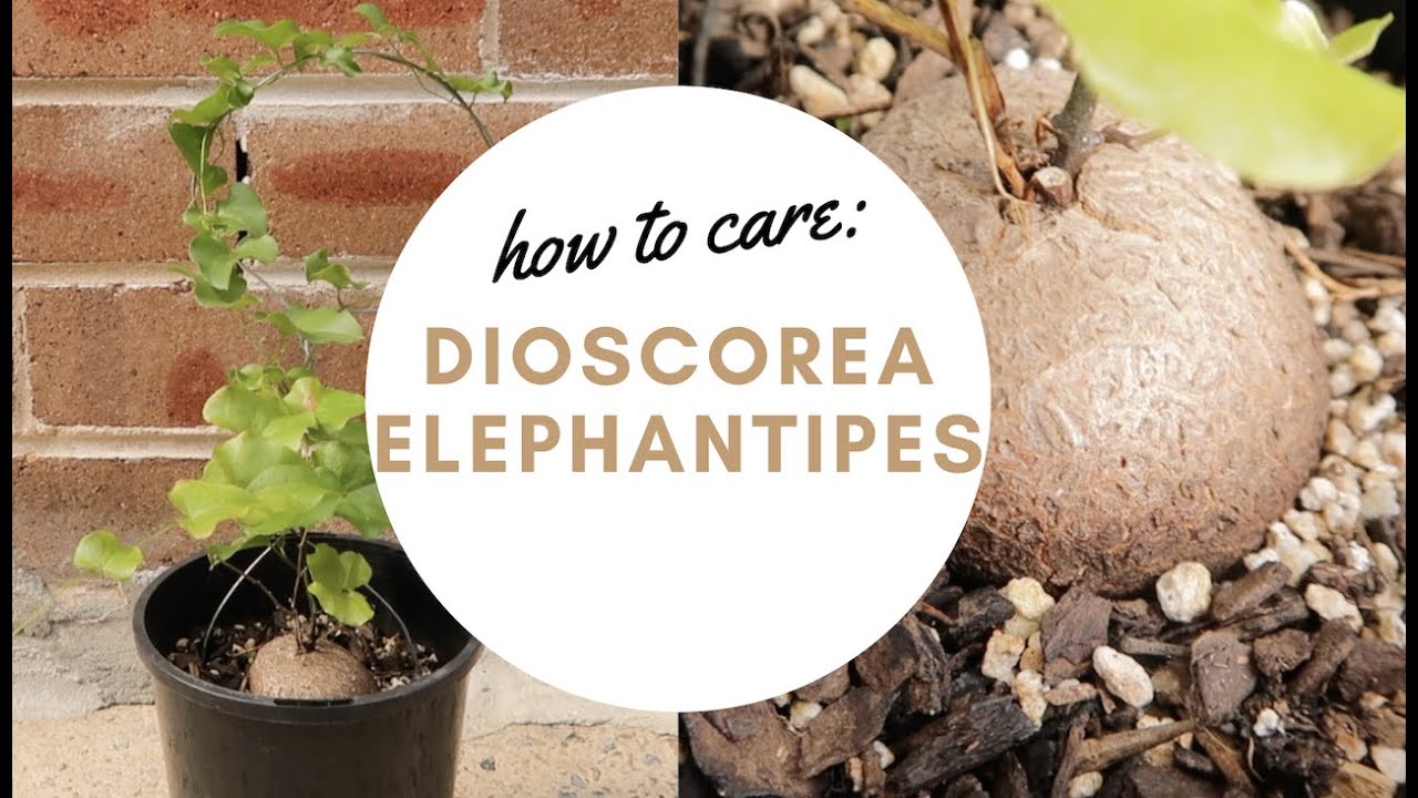 HOW TO CARE FOR DIOSCOREA ELEPHANTIPES | ELEPHANT FOOT PLANT
