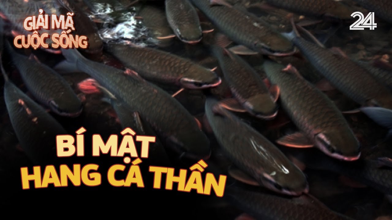 Bí mật hang cá thần | VTV24
