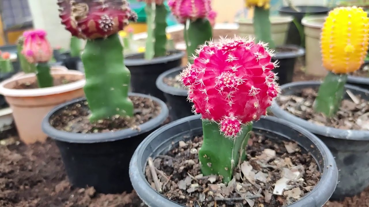 দেখুন কিভাবে মুন ক্যাকটাসের গ্রাফটিং করা হয়। Moon cactus |  Grafting Moon Cactus | Cactus Grafting