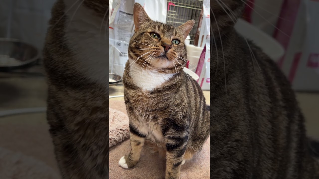 Stinky wants to show you how handsome he is