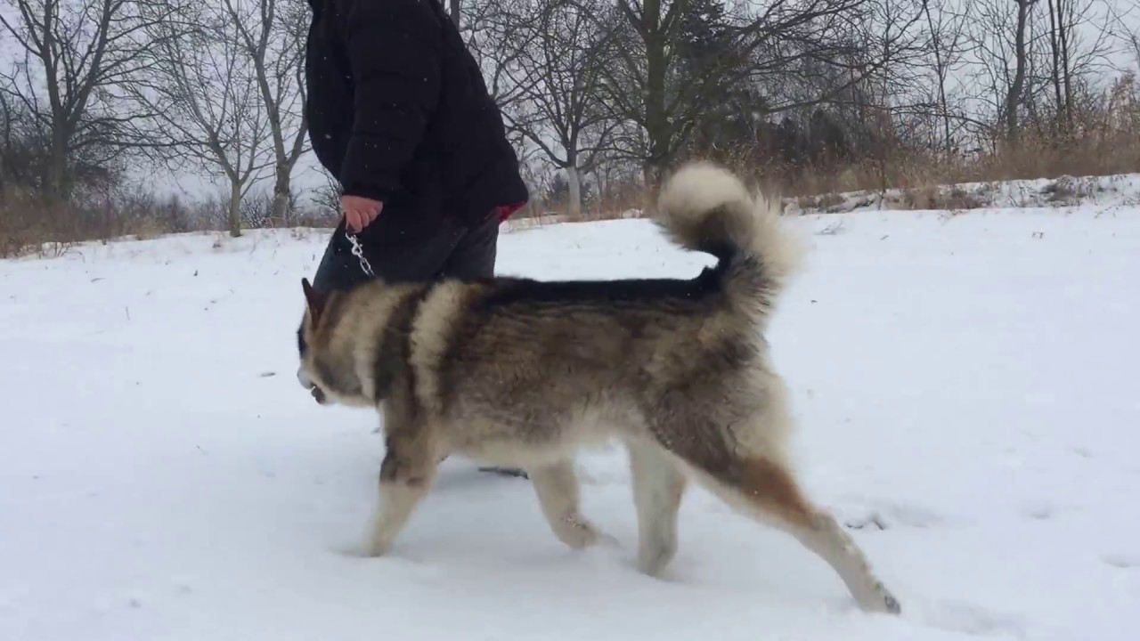 Alaskan Malamute Loki