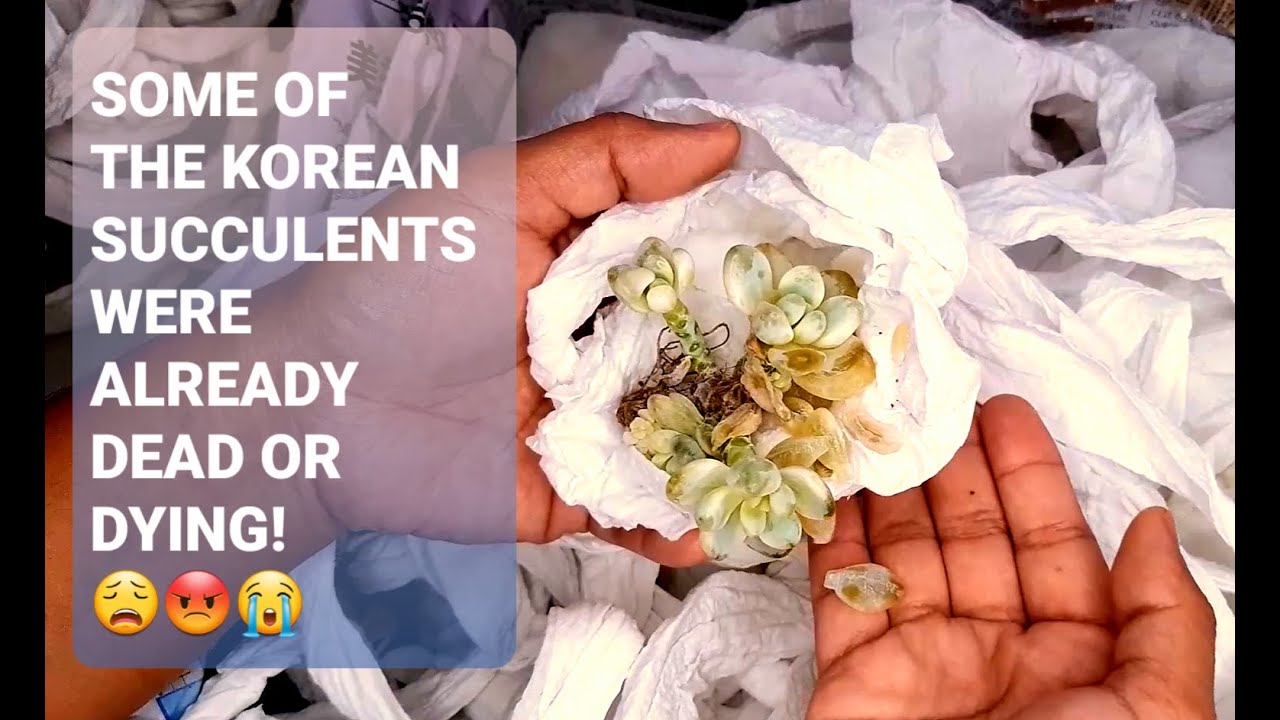 #90 SUCCULENT UNBOXING Korean Succulents some were dead or dying!