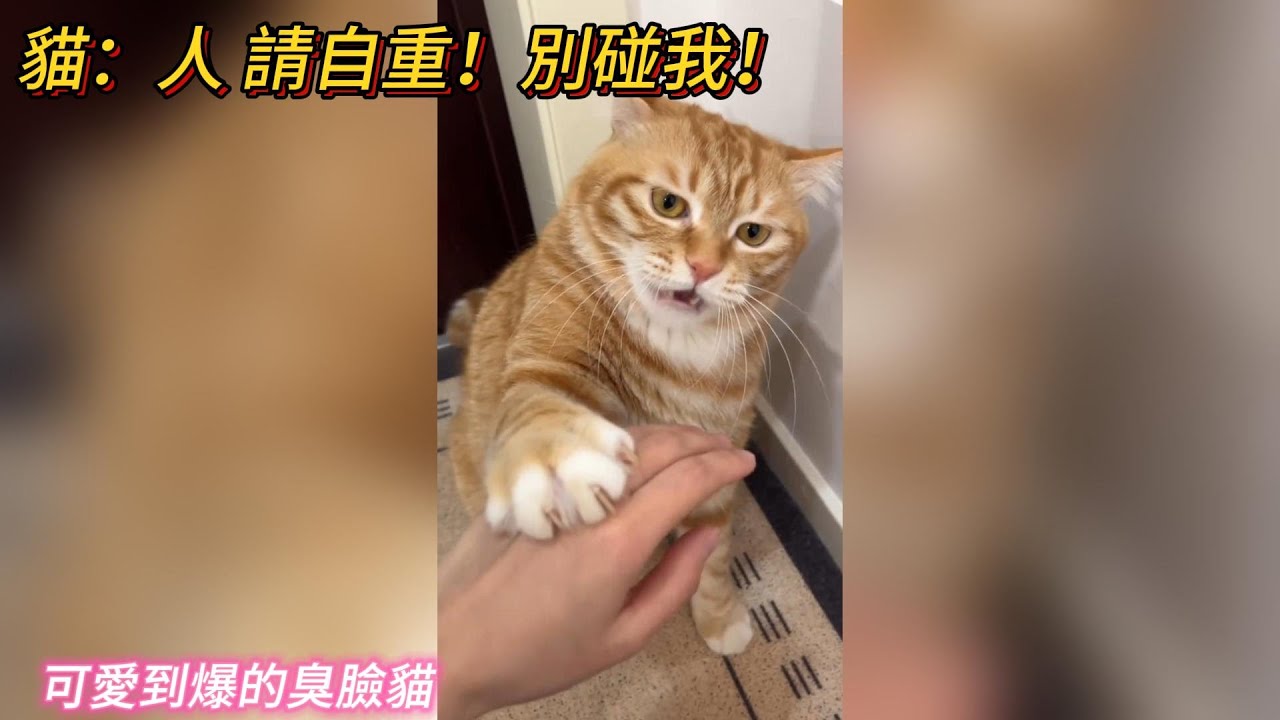 貓🐱：人 請自重💢！別碰我嗷💡！ 可愛到爆炸的臭臉貓貓合集💥💖