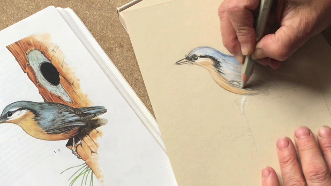Tuto 16 – sitelle torchepot au crayon de couleur